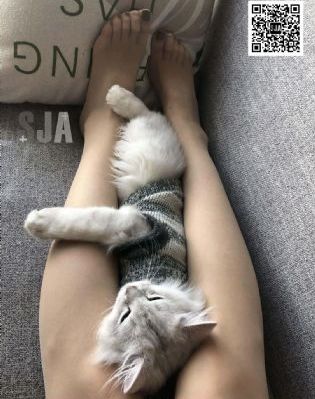 成人αv_BD英语全集免费播放